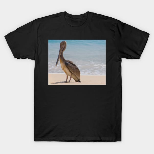 Brown Pelican T-Shirt by randymir